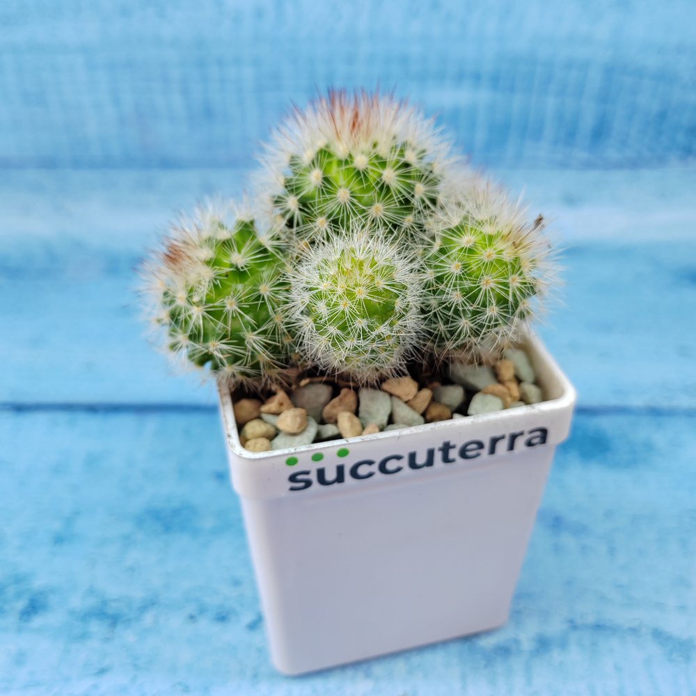 Mammillaria Spinosissima alba (Маммилярия)