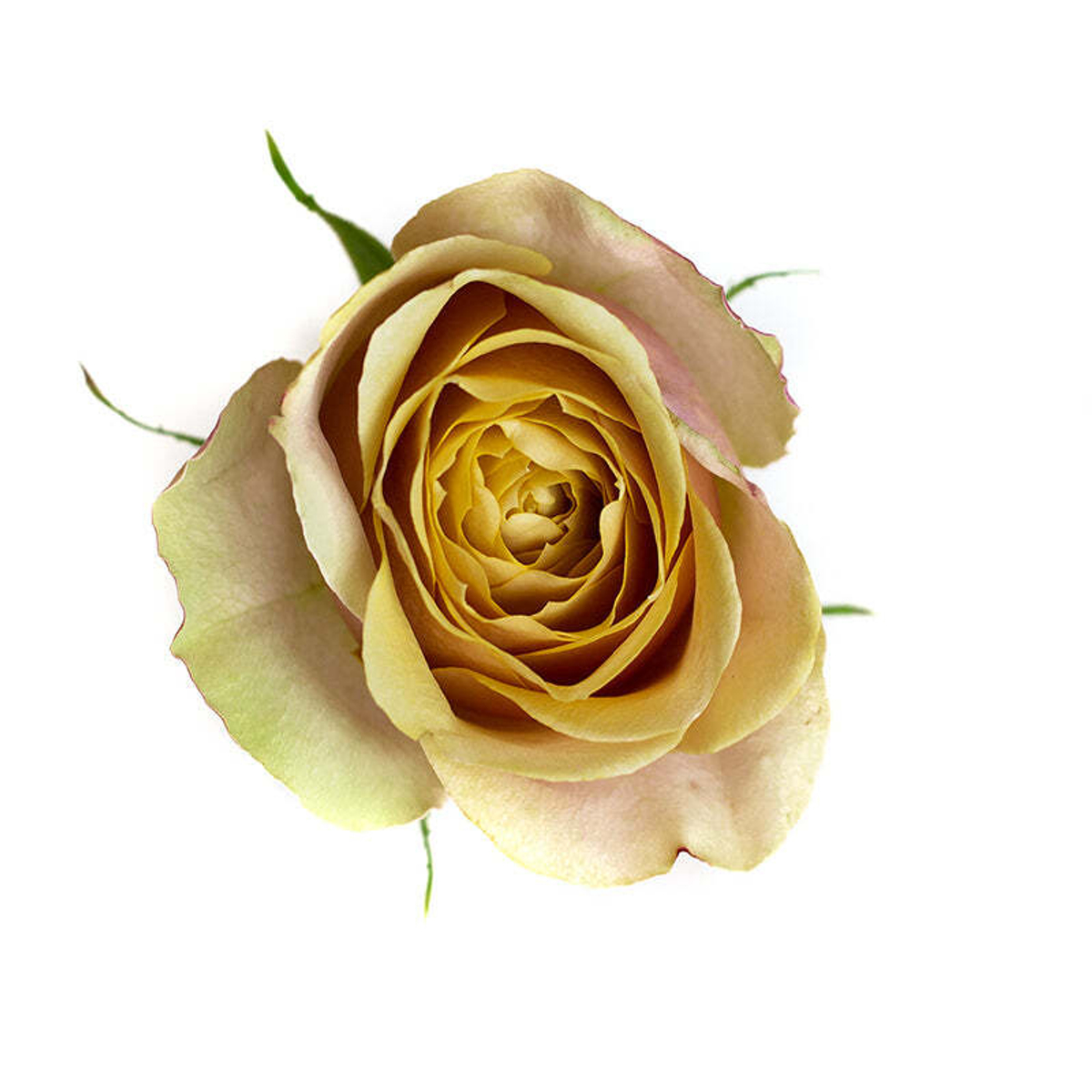 Голден Мустард (Golden Mustard) — интерьерный садовый сорт