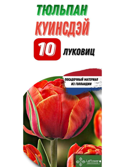 Тюльпан Луковица, Куинсдэй, 10шт