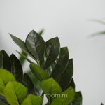 Замиокулькас Равен 14/45