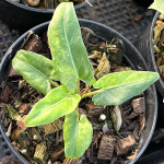 Алоказия LAUTERBACHIANA AUREA