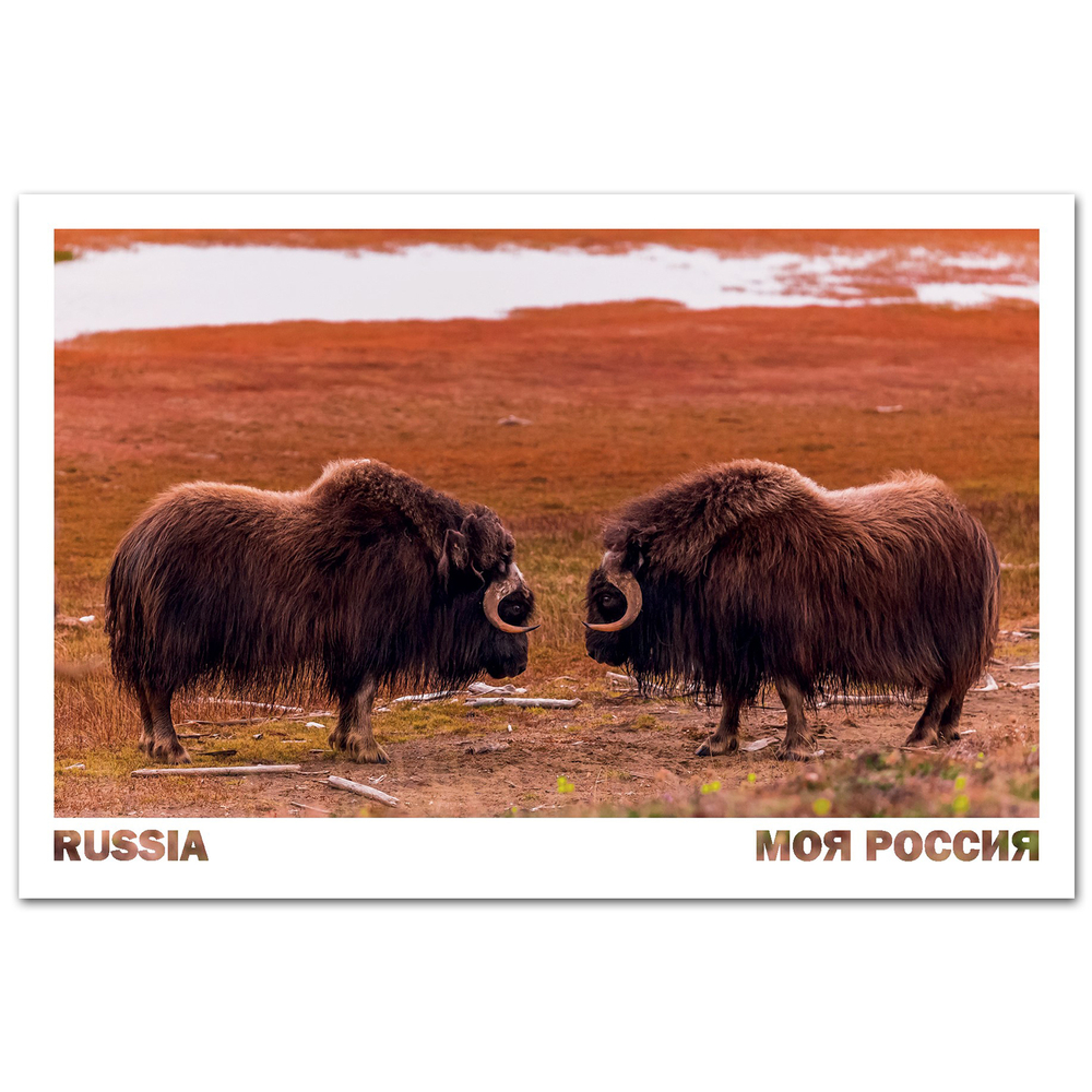 Овцебыки. Остров Большой Бегичев, Якутия