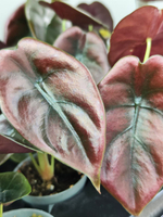 Алоказия Ред Секрет D12см