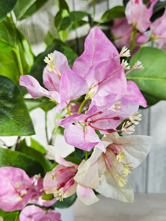 Бугенвиллия 60см в кашпо