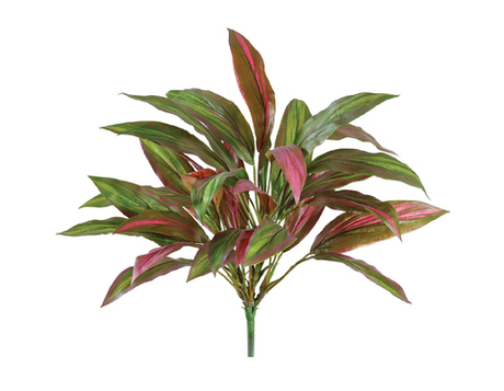 Драцена бордово-зелёная куст