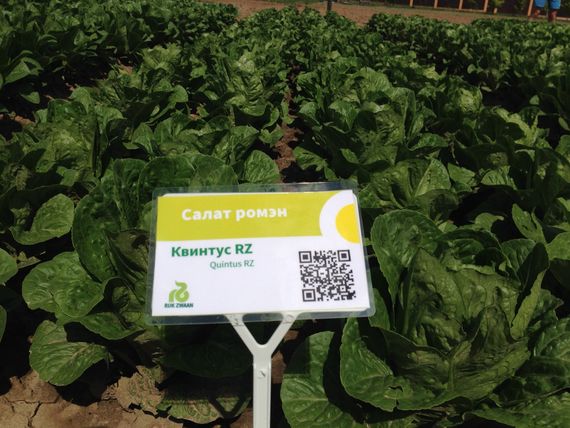 КВИНТУС семена салата Rijk Zwaan цена