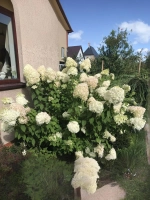 Гортензия метельчатая Мэджикал Мунлайт