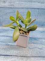 Crassula Ovata (Крассула)