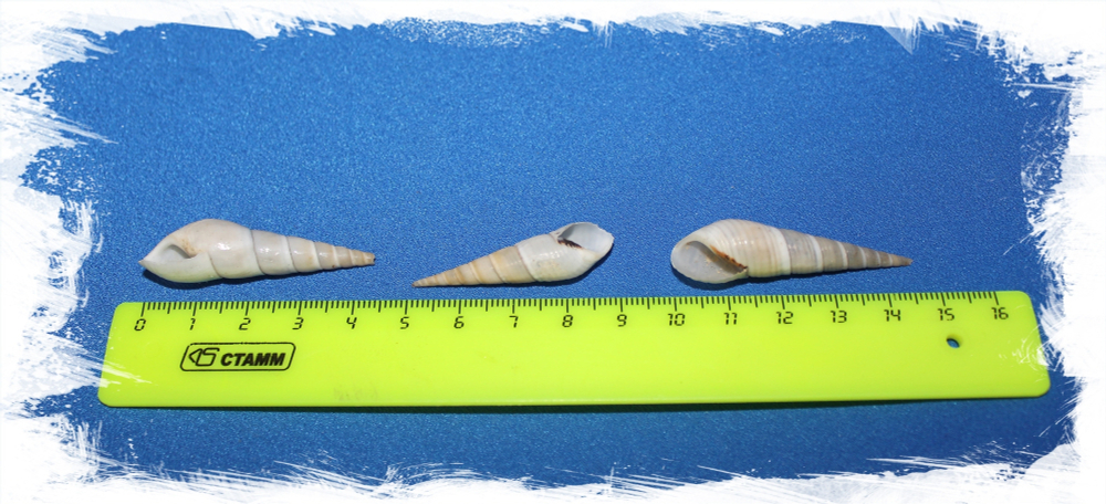 Буллия Виттата, 3-6см, 120гр, 40шт, 250мл