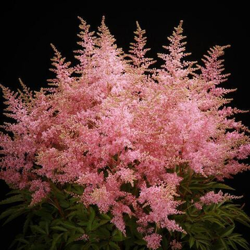 Астильба Кантри Энд Вестерн