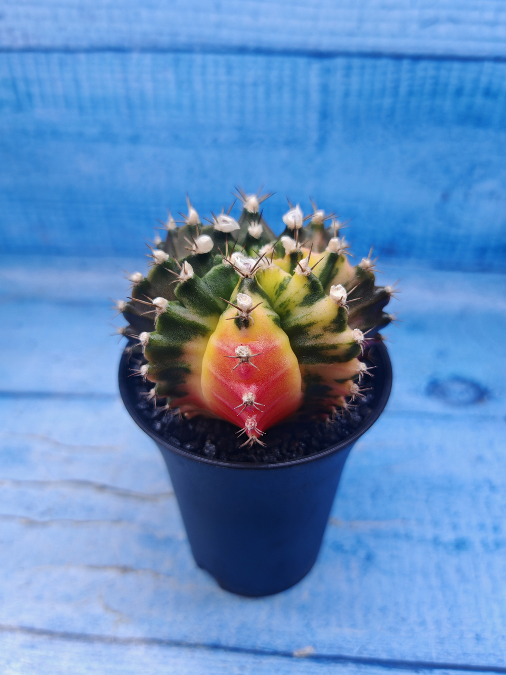 Gymnocalycium Variegata (Гимнокалициум Вариегатный)