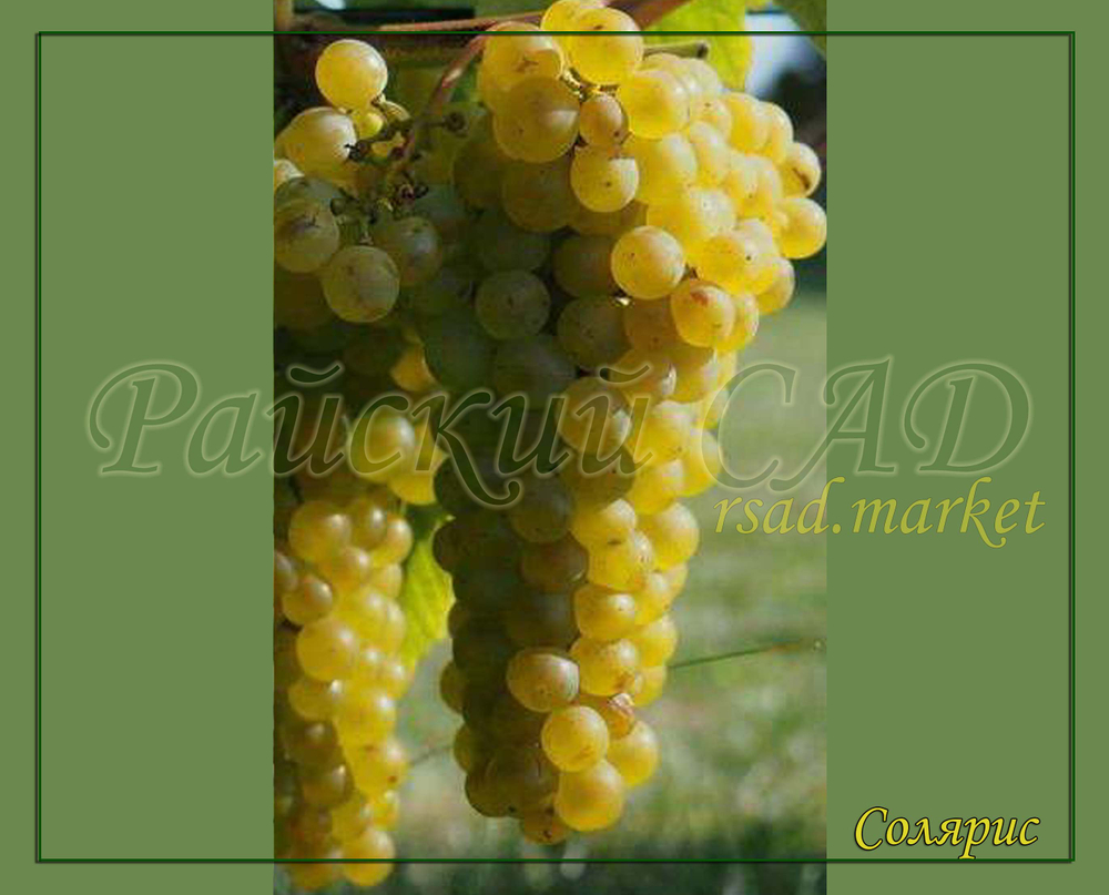 Виноград СОЛЯРИС (SOLARIS)