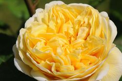 Чарльз Дарвин (Charles Darwin)