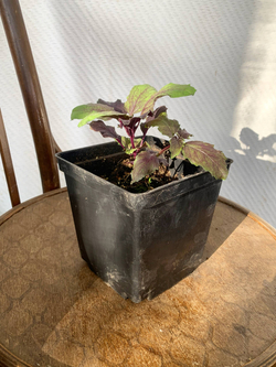 Базилик фиолетовый в горшке