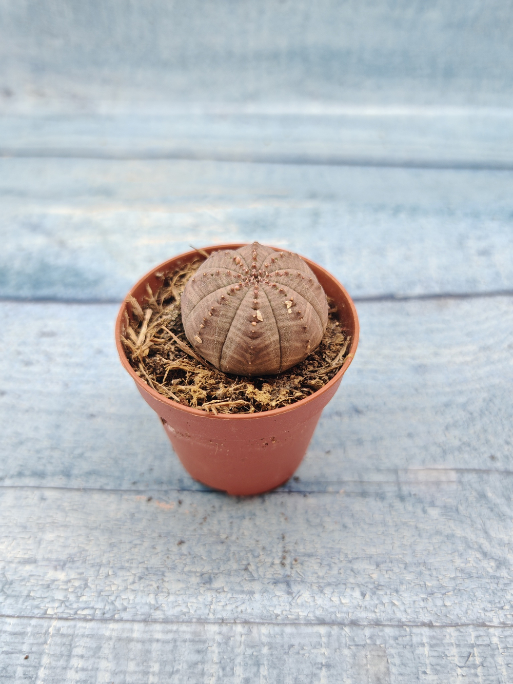 Euphoria Obesa (Эуфорбия)