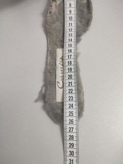 Сапоги Caprice зимние 36 размер