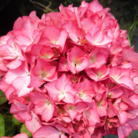 Мадмуазель (Rendez Vous Mademoiselle) р14 Европа весна 2026 г.