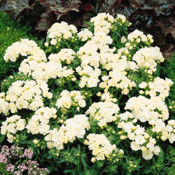 Семена цветов Флокс друммонди Промис Вайт, PanAmeriСan Seed, 10 шт.