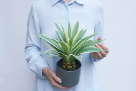 Агава Американская в кашпо