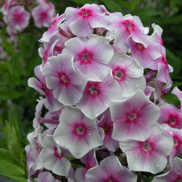 Флокс Виринея