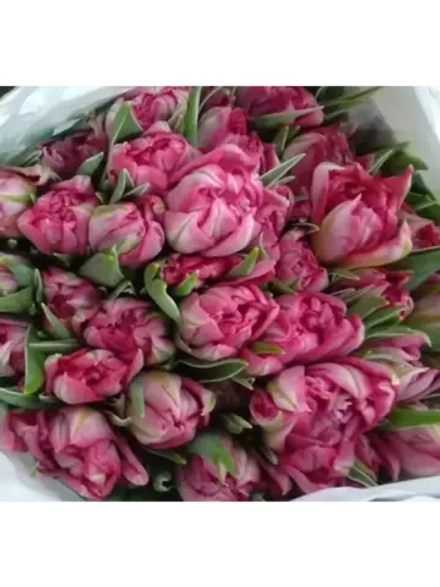 Тюльпаны пионовидные ,луковицы FLASHPOINT оранжевые(4штуки)