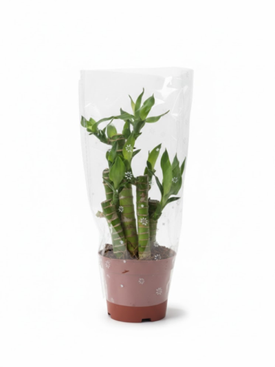 Бамбук Lotus д.9