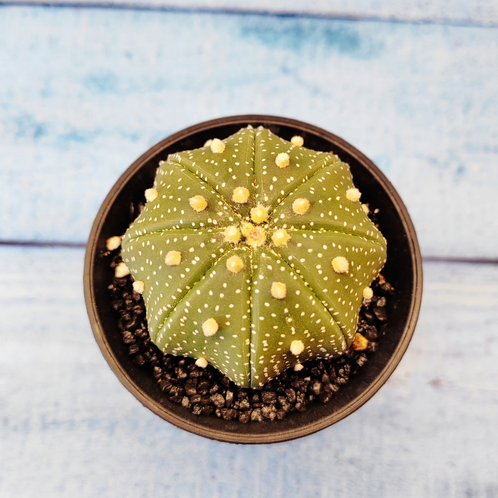 Astrophytum Asterias (Астрофитум)