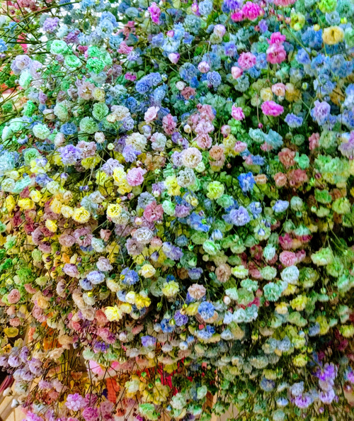 Гипсофила радужная