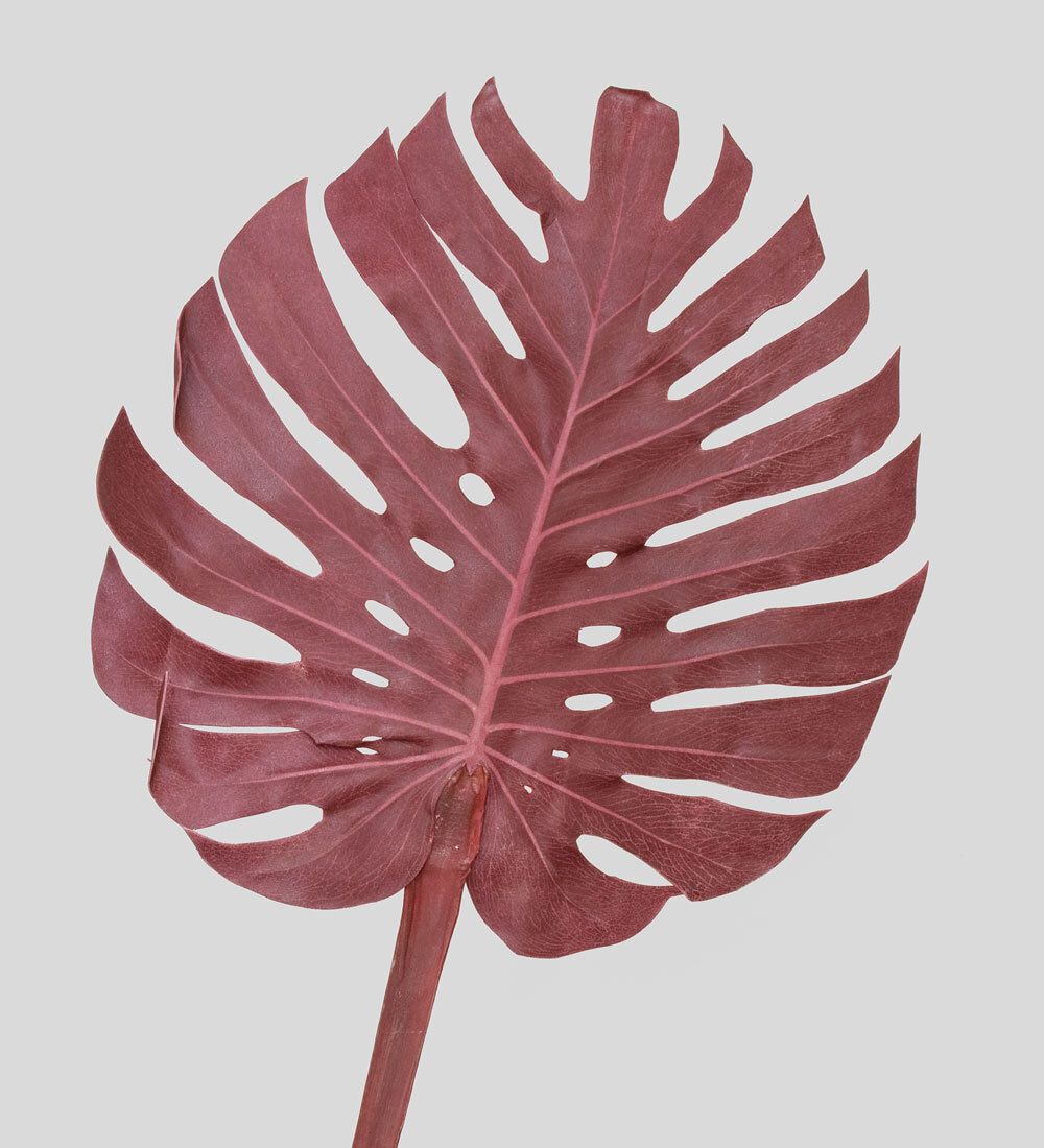 TR 606L Монстера