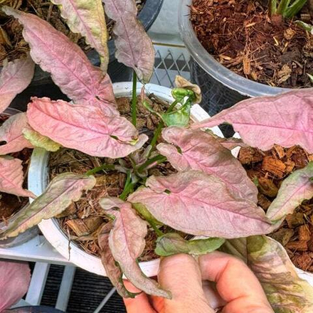 Сингониум PINK PUNCH