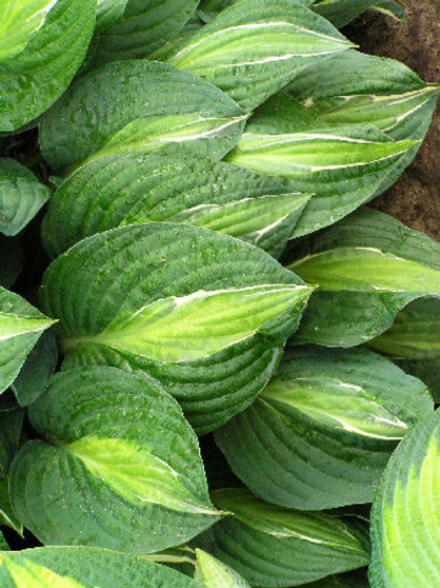 Hosta Striptease