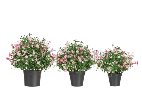 Антуриум Де Люкс большой куст красный в-75 см в горшке 2/2 20.1109R