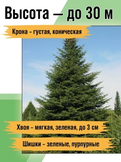 Саженец Пихта сибирская