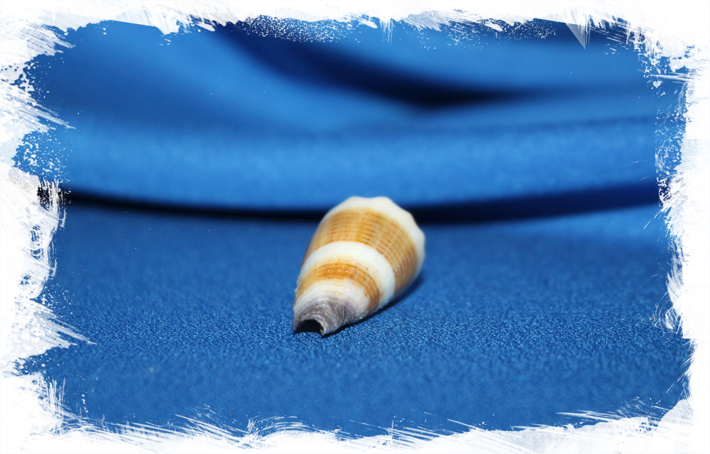Морская раковина Conus muriculatus, Conus sugillatus