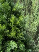 Туя искусственная (Литая хвоя) 180 см / 1,8 м