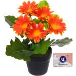 Цветочная композиция «Поцелуй лета» Хризантема оранжевая 20см