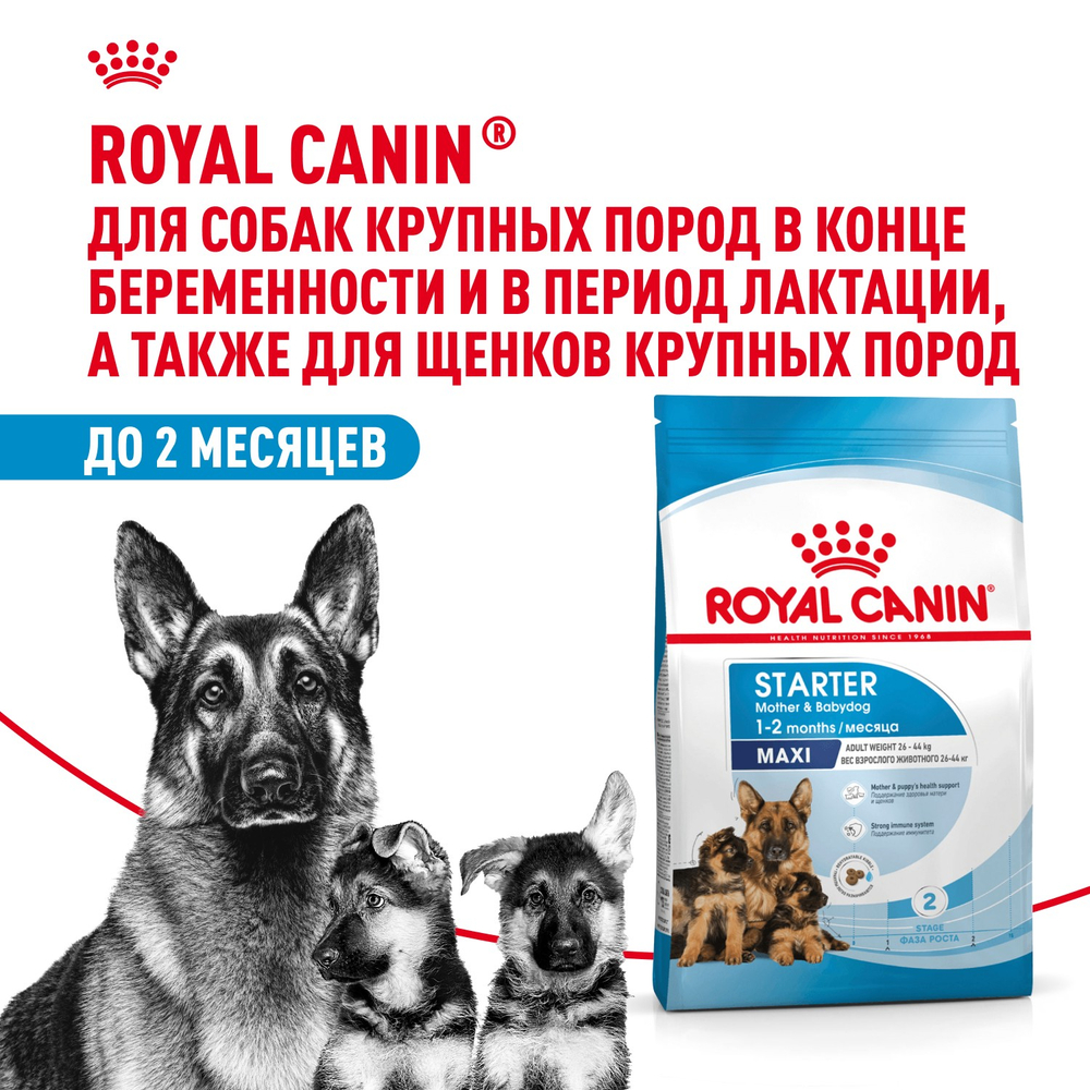Royal Canin Maxi Starter Макси Стартер мазэ энд бэбидог Корм для щенков крупных пород до 2-х месяцев беременных и кормящих собак 4кг