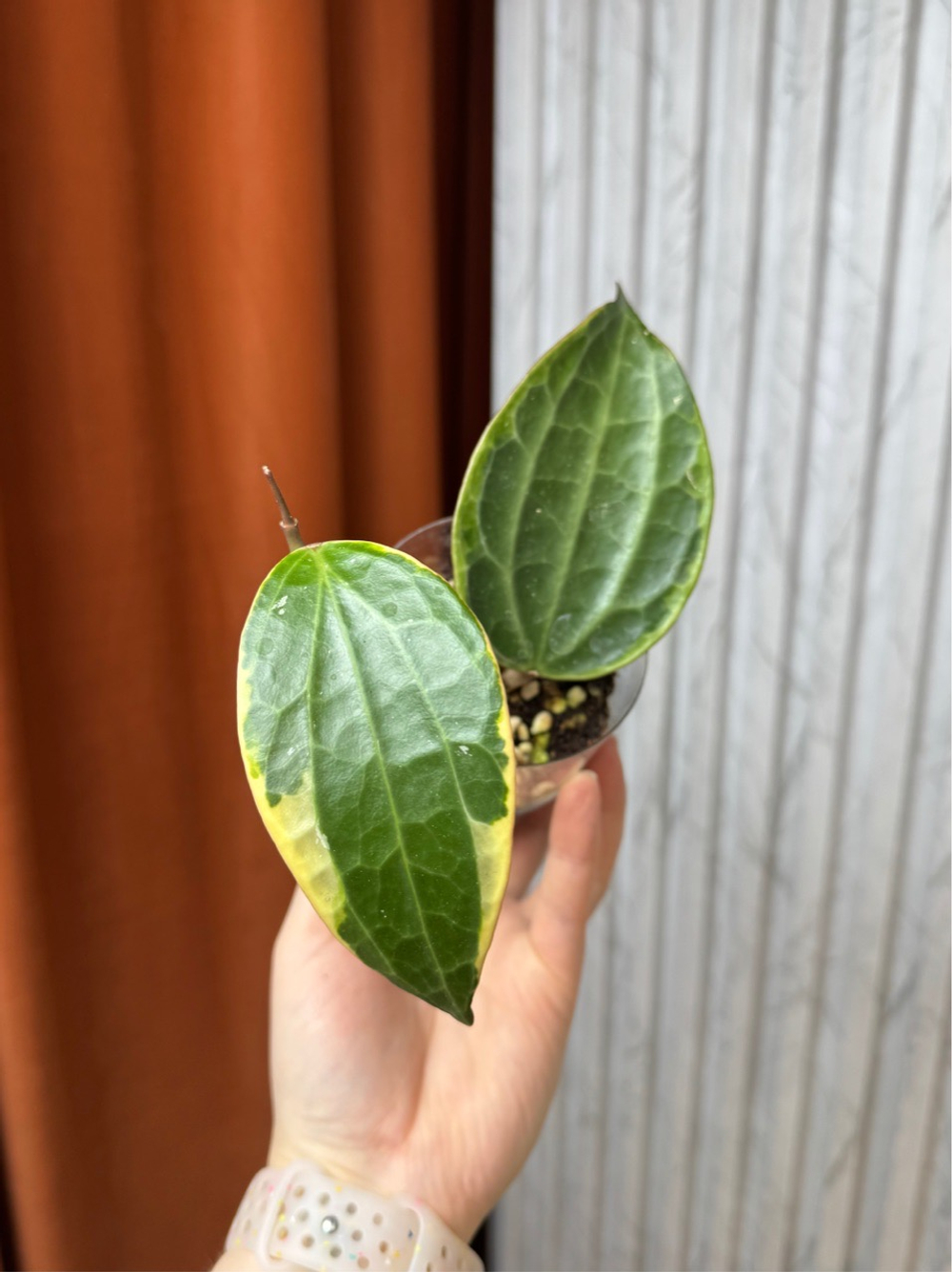 Хойя Макрофилла Альбомаргината, D6см Н15см, 1шт, Urban Jungle (7583)