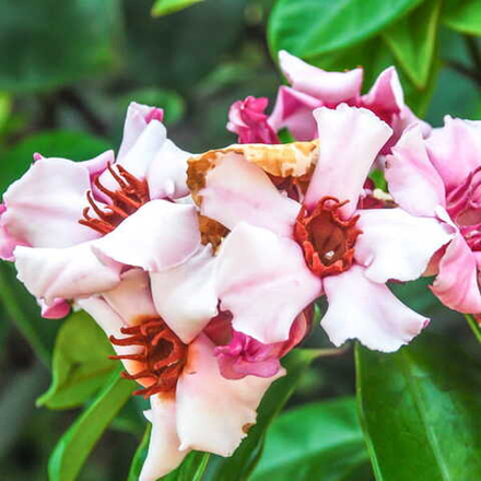 Строфант приятный