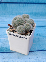 Rebutia Sunrise (Ребуция)