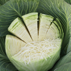 ЗЕНОН F1 семена капусты белокочанной (Syngenta | Alexagro)