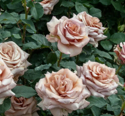 Мокароза (Mokarosa)