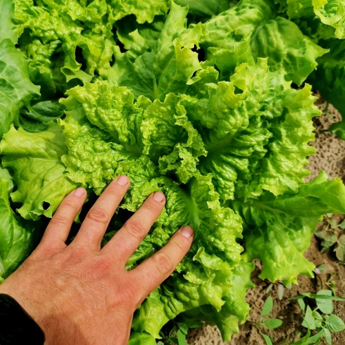 Салат Древнегерманского Племени Батавов - Bataafse Lettuce Salade