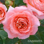 Роза шраб Мами Дитьер Садовита