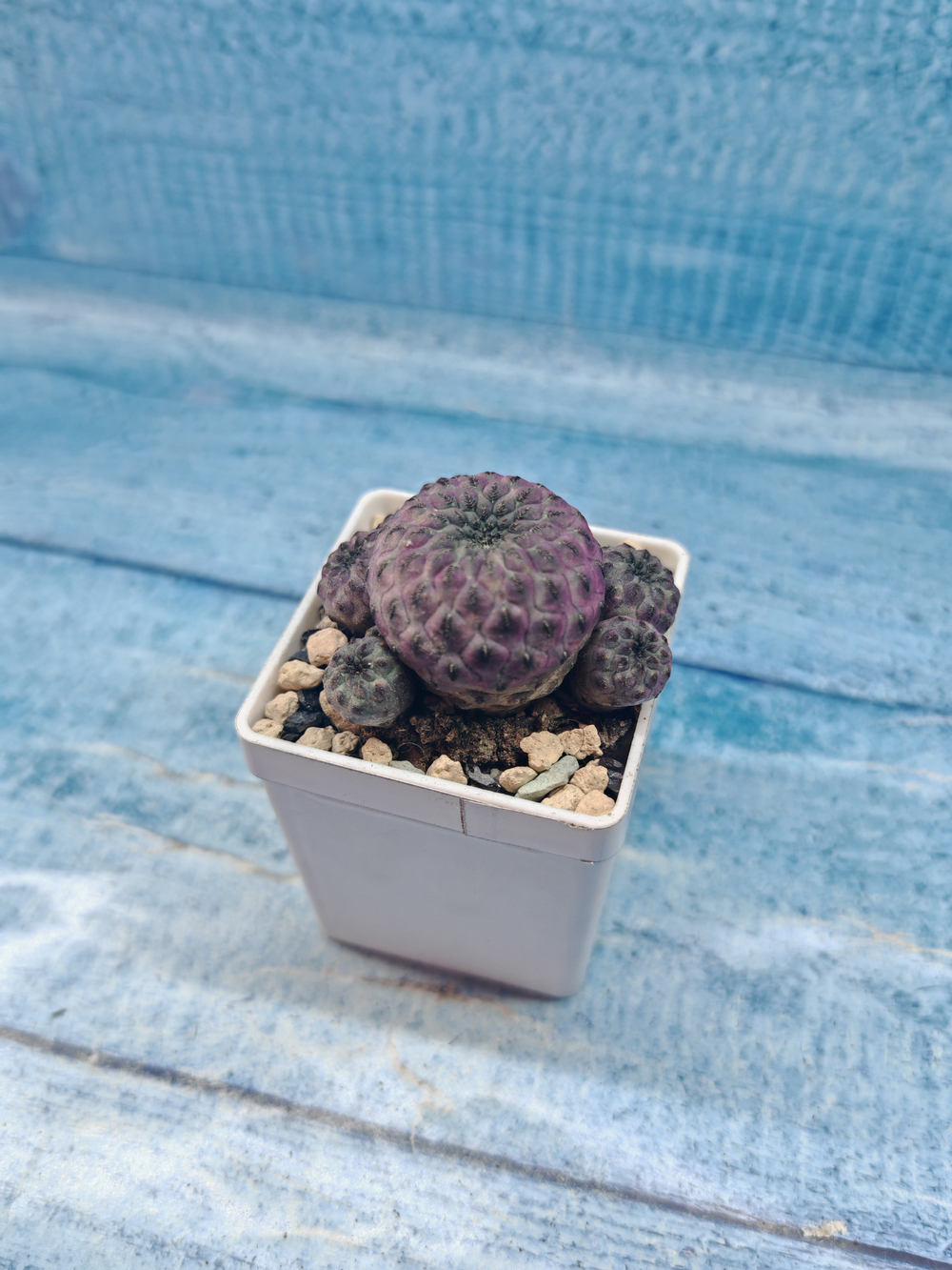 Sulcorebutia rauschii (Сулькоребуция)