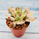 Echeveria Trumpet Pinky (Эхеверия)