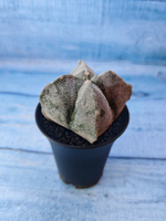 Astrophytum Myriostigma monstrosa (Астрофитум)