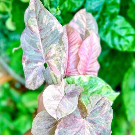 Сингониум PINK SPOT DOUBLE VAR