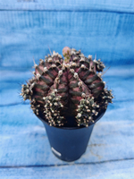 Gymnocalycium T-Rex Pink hybrid (Гимнокалициум T-rex)