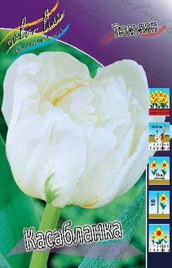 Тюльпан Касабланка